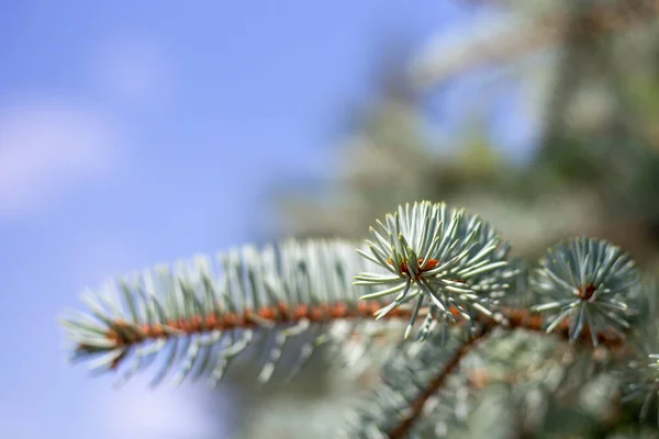 Spruce Branch Needles Background Blue Sky Blurred Background Copy Space — Stock Photo, Image