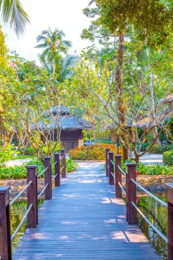 Otel parkındaki bitki örtüsü, tasarım çözeltisi, tropik bitkilerle peyzaj.