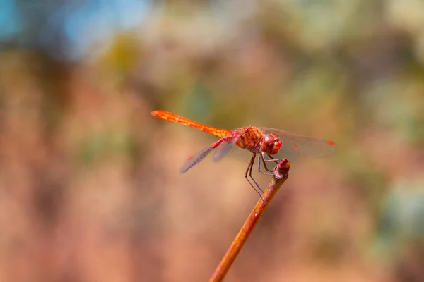 Helle Libelle Mit Flügeln Mit Rotem Muster Sitzt Auf Einem — Stockfoto