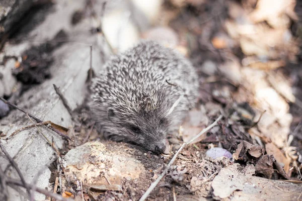 Petit Hérisson Dans Feuillage Forêt — Photo