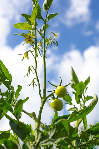 在天空的背景下 灌木上的绿色未成熟的西红柿 在花园里种植蔬菜 — 图库照片