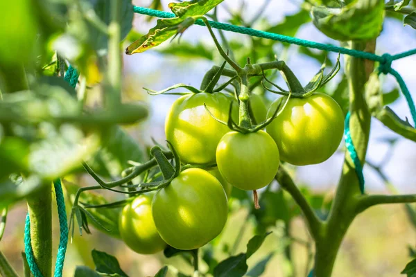 Tomates Vertes Non Mûres Sur Buisson Sur Fond Ciel Cultiver — Photo