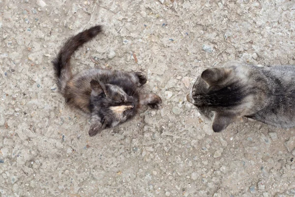 Mamá Gato Gatito Sentarse Uno Frente Otro Vista Superior Enseñando — Foto de Stock