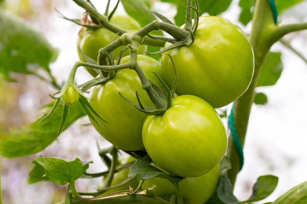 Tomates Verdes Não Maduros Ramo Cultivar Legumes Jardim — Fotografia de Stock