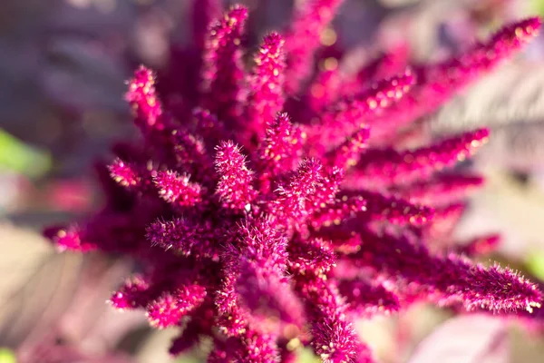 Vegetabilisk Amaranti Blomma Med Frön Ovanifrån Suddig Fokus Odling Och — Stockfoto