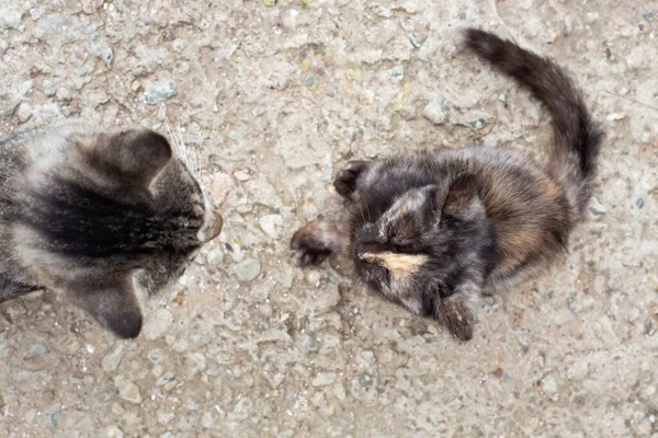 Mamma Katt Och Kattunge Sitta Mittemot Varandra Ovanifrån Att Lära — Stockfoto