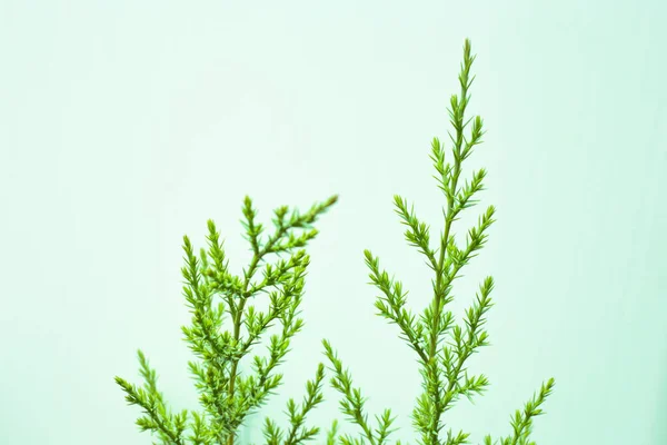 Joven Rama Verde Enebro Sobre Fondo Menta — Foto de Stock