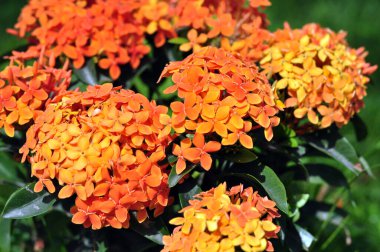 Turuncu ve sarı çiçekler arkaplanı kapatın