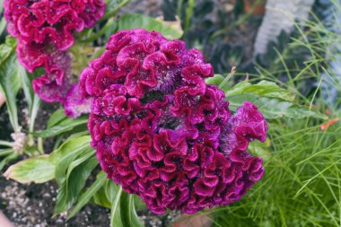 Celosia Argentea Var Cristata çiçek