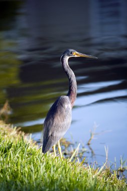 Tricolored balıkçıl