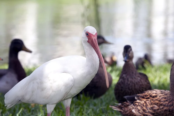 Ave branca Ibis — Fotografia de Stock