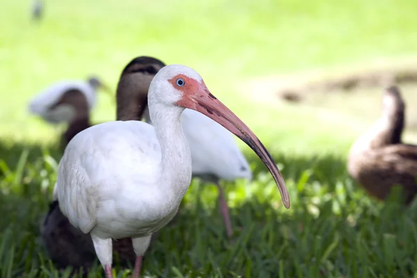 Ibis biały ptak — Zdjęcie stockowe