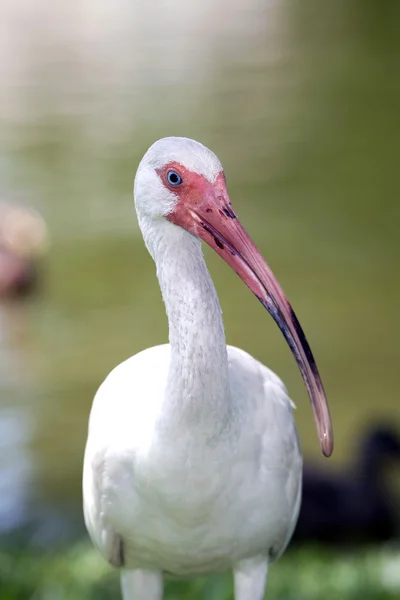 Ibis biały ptak — Zdjęcie stockowe