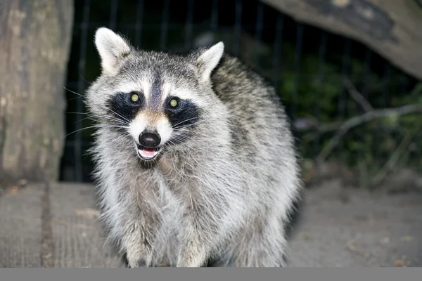 Raccoon in the park at night. — Stock Photo, Image