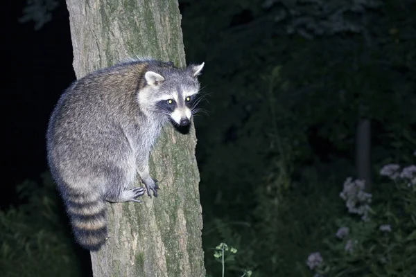 Mapache en un árbol — Foto de Stock