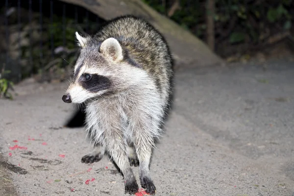 Raccoon at night — Stock Photo, Image