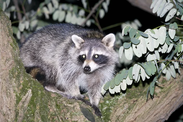 Raccoon hiding in a tree — Stock Photo, Image