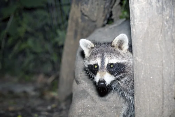 Mapache escondido en un árbol — Foto de Stock