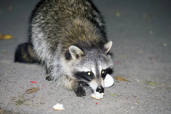 Raccoon at night eating food — Stock Photo, Image