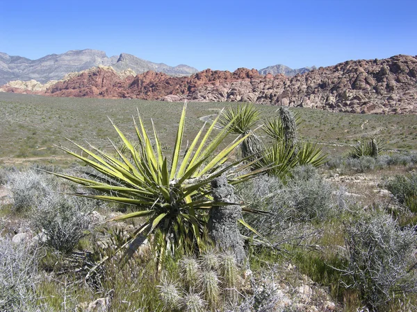 Área Nacional de Conservación del Cañón Red Rock — Foto de Stock