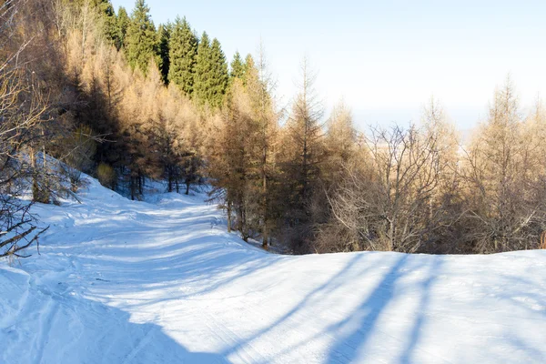 Ίχνος σκι στα βουνά ανάμεσα στα δέντρα — Φωτογραφία Αρχείου