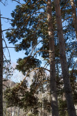 Mavi gökyüzünün arka planında çam