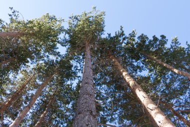 Mavi gökyüzünün arka planında çam
