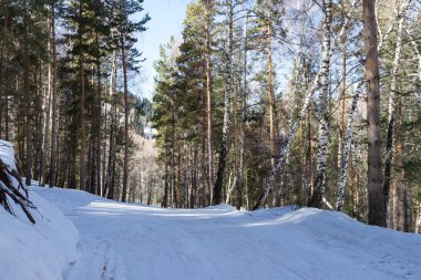Kayak izi kışın ağaçlar