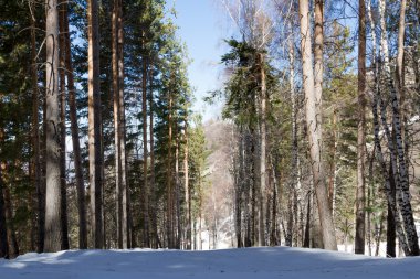 Kayak izi kışın ağaçlar