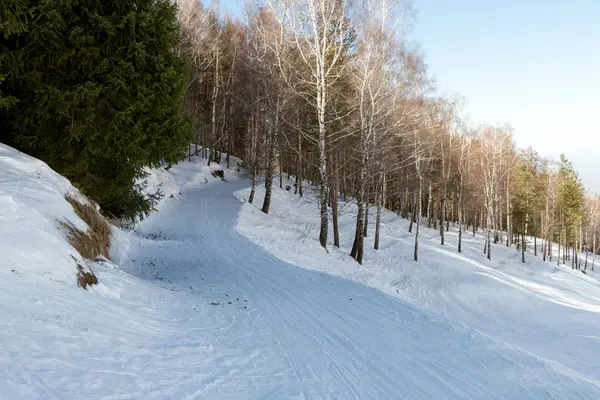 冬の木の道をスキーします。 — ストック写真