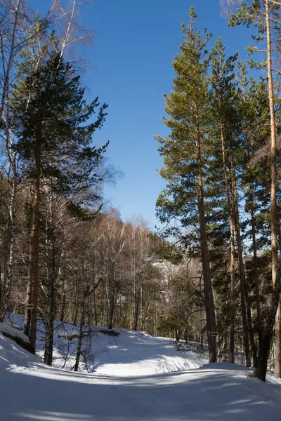 Pista sciistica in inverno gli alberi — Foto Stock