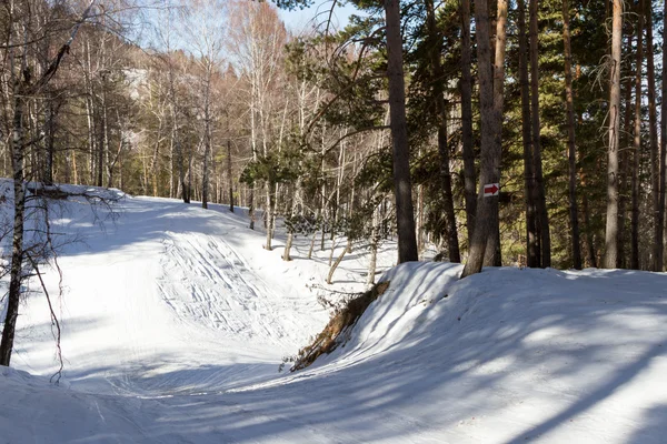 冬の木の道をスキーします。 — ストック写真