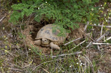 Kaplumbağa çimlerde