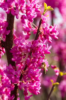 Çiçekli çalı erken bahar dalı arıya