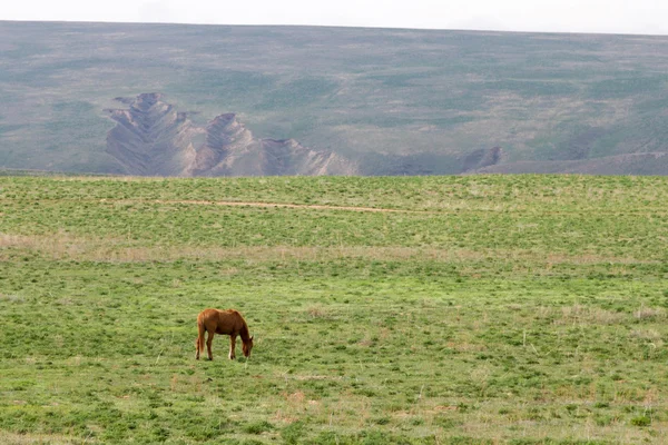 A sztyeppei magányos ló — Stock Fotó