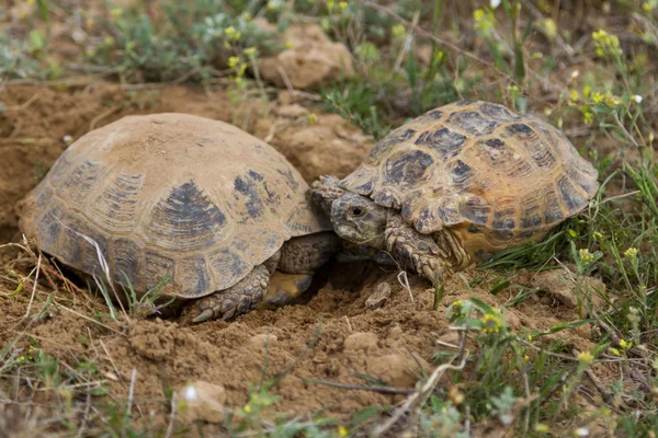 Άνοιξη στέπα χελώνες του ζευγαρώματος — Φωτογραφία Αρχείου