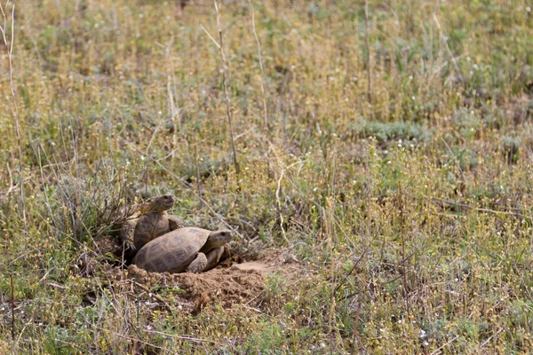Steppenschildkröten paaren sich — Stockfoto