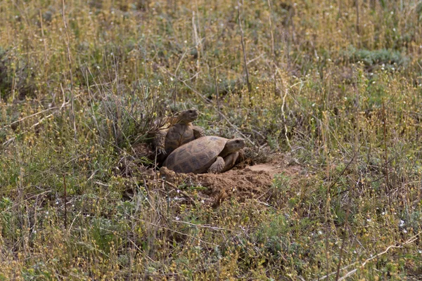 Primavera estepa tortugas apareamiento — Foto de Stock