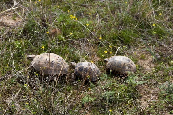 Bahar çim üç kaplumbağalar