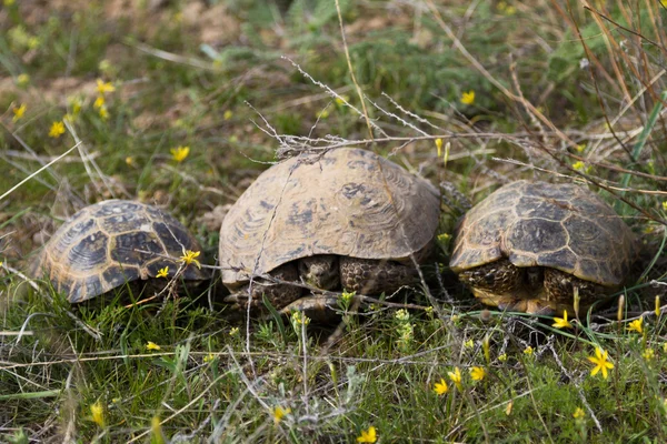 three turtles in the grass in spring
