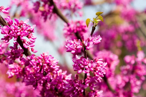 Blühender Strauch im zeitigen Frühling — Stockfoto