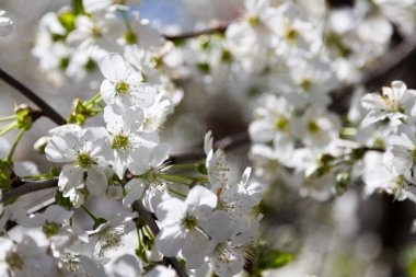 beyaz çiçekleri kiraz