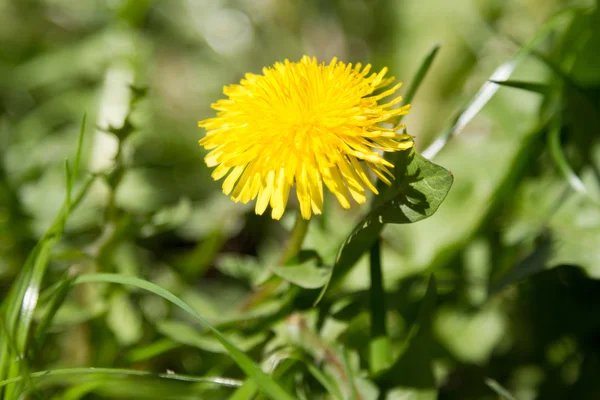 Fleur de pissenlit jaune — Photo