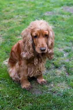 İngiliz cocker spaniel