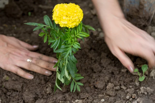 Руки для посадки цветов — стоковое фото