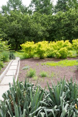 Bahçe bitkileri arasında yolundaki
