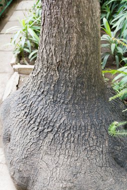 Ağacın büyük Bankası