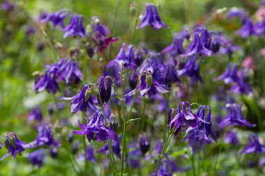 Çan çiçeği çalı