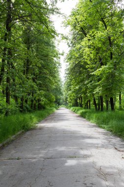 Sokakta park lindens arasında