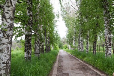 Parkta ağaç arasında yürümek